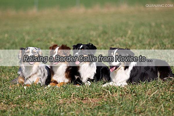 Raising a Border Collie from Novice to Pro A Beginners Guide to Canine Success